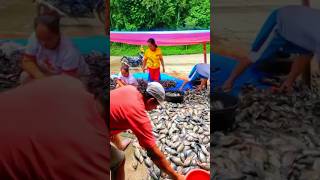 Tilapiaharvesting Tilapia farming tilapia inlandfish inlandfisheries [upl. by Eirahcaz]