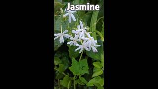 Jasmine flowers🌺 [upl. by Ertnod]