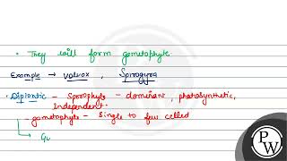 Which type of lifecycle is shown by Kelps Ectocarpus and Polysiphonia a Haplontic b Diplont [upl. by Melba]