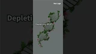 Unveiling the Role of NEAT1 in Genome Stability and DNA Damage Response science shorts ytshorts [upl. by Ailam584]