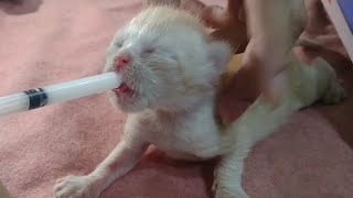 Newborn Kittens First Day Without Their Mother Cat They Are Drinking Milk Through Syringe [upl. by Anilrac]