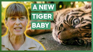 Terri Irwin Is Excited That Australia Zoo Is Getting A New Baby Tiger  Crikey Its The Irwins [upl. by Waxler719]