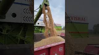 Slow motion wheat threshing [upl. by Kylen]