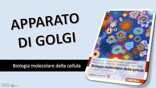 BIOLOGIA APPARATO DEL GOLGI [upl. by Palgrave563]