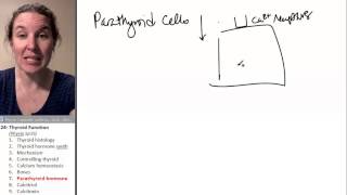 Thyroid 7 Parathyroid hormone [upl. by Engeddi531]