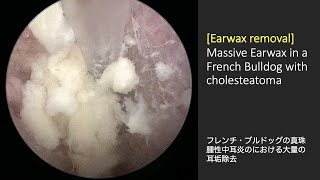 Massive earwax removal in a French Bulldog with cholesteatoma [upl. by Renmus]