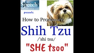 How to Pronounce Shih Tzu [upl. by Car383]