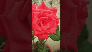 Roses bloomed in our house love indiancondiment viralvideo song [upl. by Lleihsad932]