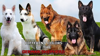 9 Different Colors of the German Shepherd Dog [upl. by Ymereg]