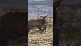 TOP 5 ELK HUNTING KILL SHOTS 1 [upl. by Nonez]