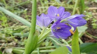 Amazing Herbal Plant Secret Health Benefits of Monochoria Hastata  Arrow Leaf Pondweed [upl. by Caril]