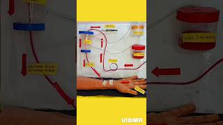 Hemodialysis working model for science project  biology project SubhamsArtCraftCreations shorts [upl. by Sev828]