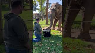 Adorable Elephant Learns to Play the Drums Elephants Shorts [upl. by Jaime]