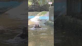 നീർനായ  Otters  Fighting  Zoo  Animals  animallover zoo fighting trivandrum kerala sub [upl. by Thgiwd]