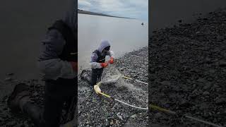 Kenai Fishing  Dipnetting 2023 alaska kenairiver fishing july2023 harvesting [upl. by Itnavart531]