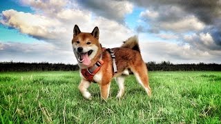 Shiba Inu OFF LEASH [upl. by Roana]