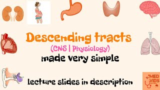 Descending tracts  Pyramidal and Extrapyramidal tracts  Med Vids made simple [upl. by Spencer]