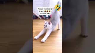 Ngeyel nih mpus nyah 🤣 funny ngakak comedy lucu [upl. by Feetal]