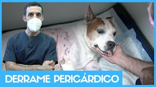 DERRAME PERICÁRDICO ¿CÓMO LO SOLUCIONAMOS ❤️ Cardiología veterinaria [upl. by Hsemar194]