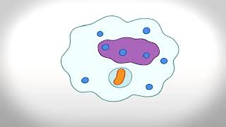 Phagocytosis Animation [upl. by Valonia]