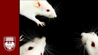 Researchers in neuroscience find that rodents show empathetic behavior toward each other [upl. by Mulac994]