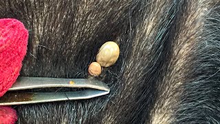 Dog Ticks Remove  Easy And Fast Way To Remove All Ticks From Poor Dog  Save Poor Dog EP 160 [upl. by Franek]