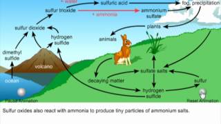 SULFUR CYCLE PRESENTATION [upl. by Neelear874]