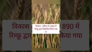 जाने Triticale के बारे में 👍 [upl. by Bryner]