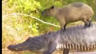 Capybaras riding animals compilation [upl. by Lesab]