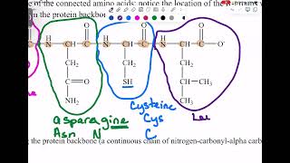 Chem 435 Amino Acid Review [upl. by Studner]