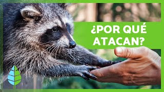 ¿Los MAPACHES son AGRESIVOS 🦝  Ataques de Mapaches a Personas [upl. by Zeitler]