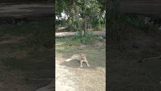 Lahore Zoo Safari Park ❤️ [upl. by Sheila62]