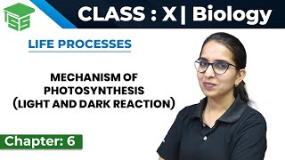 Class 10 Science  Biology  Chapter  6  Mechanism of Photosynthesis Light and Dark Reaction [upl. by Nojel]