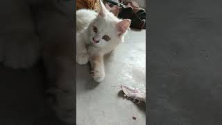 Cute Cat Compilation Purrfect Moments cat catsofinstagram vacation cats catstagram instacat [upl. by Regdirb]