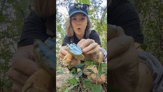 Gyroporus cyanescens  a blue staining bolete 💙🥰💙 mushrooms mushroomhunting mycology nature [upl. by Jarvis]