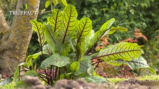 Comment planter de loseille au potager   Truffaut [upl. by Arbba]