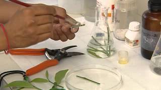 PLANT TISSUE CULTURE CSIR [upl. by Calabrese]