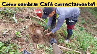 Cómo sembrar Café correctamente [upl. by Eirtemed680]