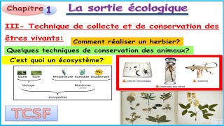 TCS Sortie écologique Partie4techniques de collecte et de conservation des êtres vivantsécosystème [upl. by Nwahsud]