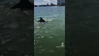 miami jetski youtubeshorts seadoolife jetskilife water live dolphins 🫡the vibes [upl. by Adan]