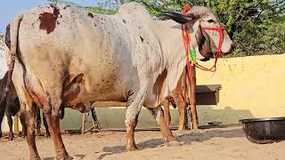 liladi gir cow top quality Gujarat wali gir Aravali dairy farm Aamir pathan 9414745465 [upl. by Mallen760]