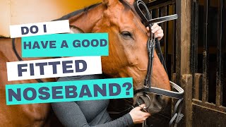 The Importance of a Properly Fitted Noseband Enhancing Comfort and Performance in Your Horse [upl. by Ireland]