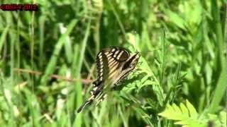 HD Papilio machaon hippocrates [upl. by Amlas]