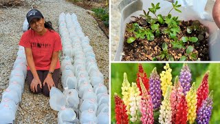 Winter Sowing Reveal Tour  April  Perennial Flowers [upl. by Efthim]