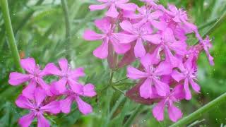 How to Grow Silene [upl. by Bruner]