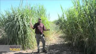 Dualpurpose bioenergy forage crop set for release [upl. by Riada]