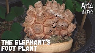 Dioscorea elephantipes the elephants foot plant [upl. by Aisatsanna]