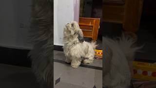 Shih tzu puppy barking shihtzu cutedog viral barking aggressive [upl. by Essyle]