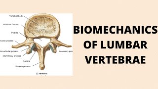 BIOMECHANICS OF LUMBAR VERTEBRAE [upl. by Annatnas]