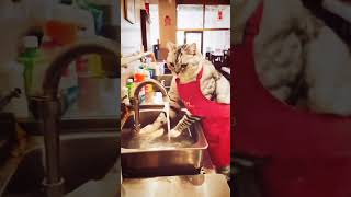 Cat work as waitorcatcatlovers trendingshorts [upl. by Hsirt390]